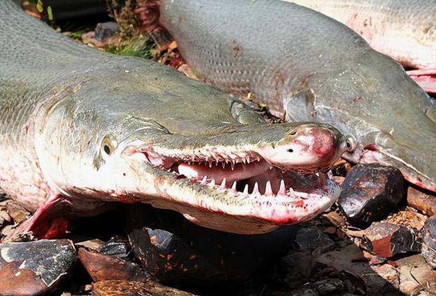 蜂鸟网论坛|牛牛上下分一元一分~防守稳盘-桂林论坛