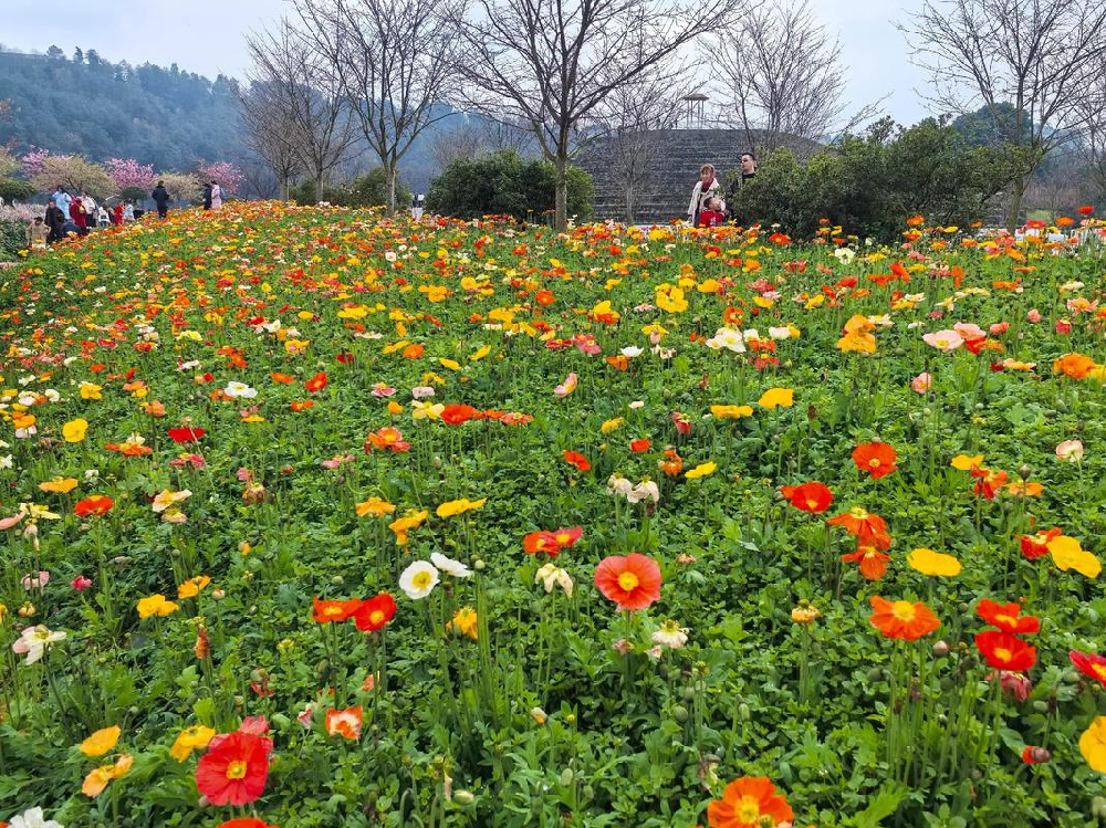 春日赏花热背后：从“微信一元一分金花群”到“1元1分三公金花群”，城市如何接住这波流量