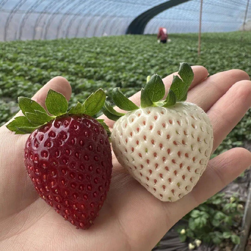 春日“牛牛上下分一元一分”升温：一颗草莓带火乡村新活力