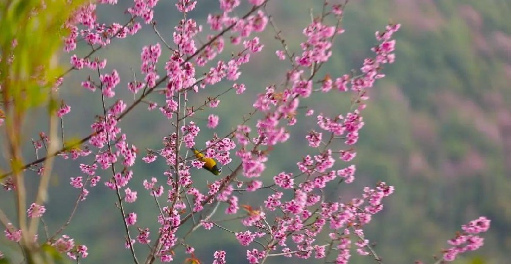 樱花季点燃武汉热度：一元一分炸金花软件-哔哩哔哩